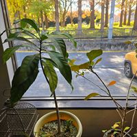 サガリバナ,フィカス ゴールドコイン,実生,種子から育てる,南国植物の画像