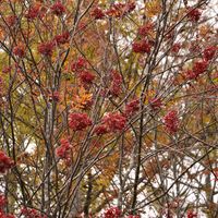 ナナカマド,ナナカマド,山野草,バラ科,落葉高木の画像
