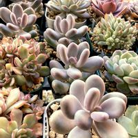 星美人,多肉植物のある暮らし,多肉女子,ぷくぷく多肉,多肉好きの画像