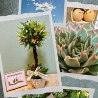 多肉植物,可愛い,ピンク,もりもり多肉,多肉の爪が好き♡の画像