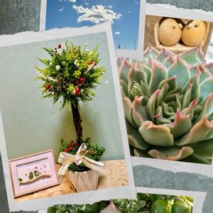 多肉植物,可愛い,ピンク,もりもり多肉,多肉の爪が好き♡の画像