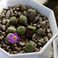 コノフィツム,コノフィツム 群碧玉,オフタルモ,多肉植物,メセンの画像