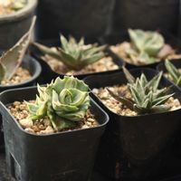 アガベ　笹の雪,アガベ王妃雷神,多肉植物,アガベ属,植中毒の画像