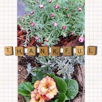 プリムラ　ジュリアン,花かんざし,ハンギング,つなぐ、つながる,玄関アプローチの画像