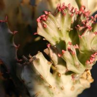 マハラジャ,ユーフォルビア マハラジャ,多肉植物,珍奇植物,my succulentの画像