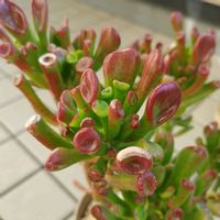 ゴーラム（宇宙の木）,多肉植物,個性的,緑のある暮らし,植物のある暮らしの画像