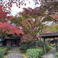 散歩,日本庭園,癒し,花のある暮らし,iPhone撮影の画像