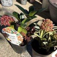 スキミア,ユニヴェール,寄せ植えの画像