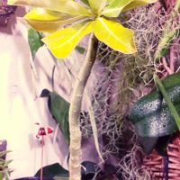 アデニウム,植物のある暮らし,植中毒,ベランダ,リビング・ダイニングの画像