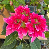 プリンセチアの画像