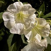 ダチュラ,ダチュラ,ダチュラ,ダチュラ,ダチュラの画像