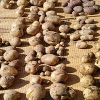 ジャガイモの画像