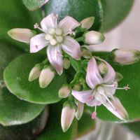 金のなる木,金のなる木,室内の画像