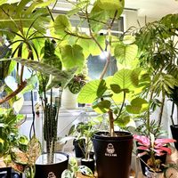 モンステラ,アグラオネマ,ウンベラータ,エバーフレッシュ,柱サボテンの画像