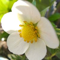 ワイルドストロベリー,ワイルドストロベリーの花,ワイルドストロベリー　たなばた,おうちde菜園　たなばたの画像