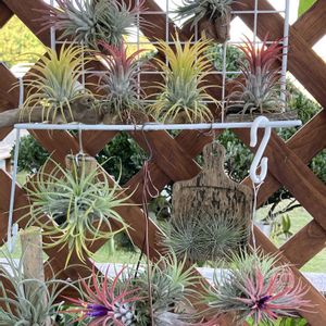 エアープランツ,エアープランツ,チランジア,紅葉,チランジア　イオナンタの画像