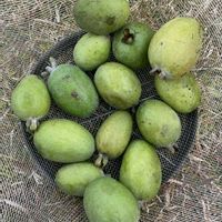 フェイジョアの画像