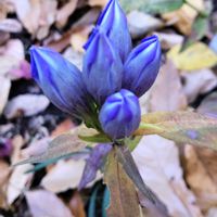 リンドウ,リンドウ,キヅタ,キヅタ,アキノタムラソウの画像