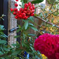 ケイトウ,ピラカンサ,２０２０年５月同期,多様性を愛する会,庭の画像