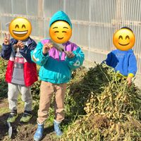 レモン,大根,落花生,サトウキビ,ランチの画像