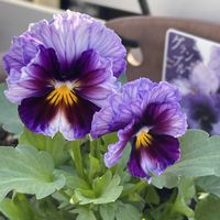 バコパ,レモン,ビオラの画像