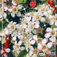 クコ,ピラカンサ,タチバナモドキ,クコのお花,ピラカンサ（ピラカンサス）の画像