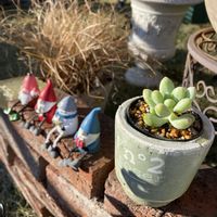 天使の雫,多肉植物,ガーデニング,お気に入り♡,いつもありがとう♡の画像