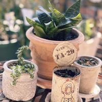 ハートカズラ,サンスべリア　ハニー,ウェルデル　マニー,花のある暮らし,花が好きの画像