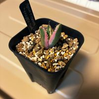 アガベ スナグルトゥース,アガベ チタノタ スナグルトゥース,子株,アガベ属,植物育成ライトの画像