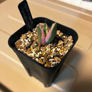 アガベ スナグルトゥース,アガベ チタノタ スナグルトゥース,子株,アガベ属,植物育成ライトの画像