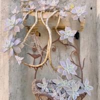 朧月,子宝草,ルティア,子宝草の子供達,多肉植物の画像