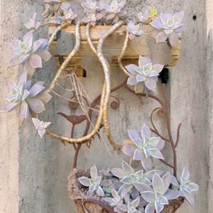 朧月,子宝草,ルティア,子宝草の子供達,多肉植物の画像