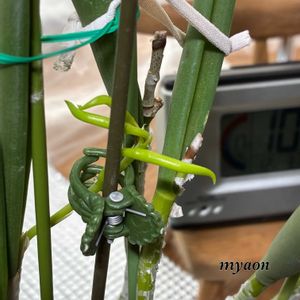 プリザーブドフラワー,ブラサボラ・ノドサ,蘭、らん、ラン,埼玉 航空公園,orchidの画像