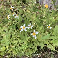 タチアワユキセンダングサ,オオバナノセンダングサ,お花,山野草の画像