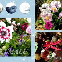 アネモネ,ダイモンジソウ,パンジー シエルブリエ,パンジー シエルブリエ,みんな元気で！の画像