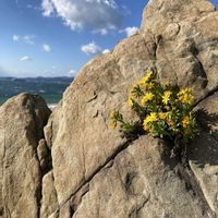 アゼトウナ,アゼトウナ,アゼトウナ,アゼトウナ,お花の画像