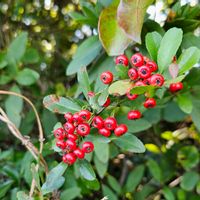 ピラカンサ,豊橋,平和を願う,緑地帯,バラ科トキワサンザシ属の画像
