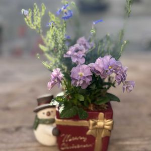 プチトリアノン・ローランサングレー,初恋草　秋青,寄せ植え,ガーデニング,ギフトの画像