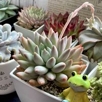 ペンデンス,熊童子,ベビーフィンガー,ソロモン,多肉植物の画像