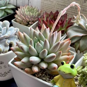 ペンデンス,熊童子,ベビーフィンガー,ソロモン,多肉植物の画像