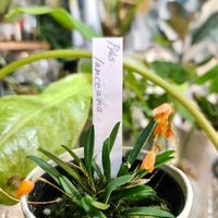 プレウロタリス,pleurothallis,テラリウム,着生蘭,着生ランの画像