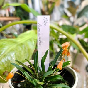 プレウロタリス,pleurothallis,テラリウム,着生蘭,着生ランの画像