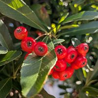 ピラカンサ,ピラカンサ,ピラカンサの花,ピラカンサの花,ピラカンサ（ピラカンサス）の画像