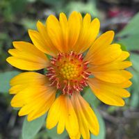 ガイラルディア,ナチュラルガーデン,庭の宿根草,お庭の花たち,花と暮らすの画像