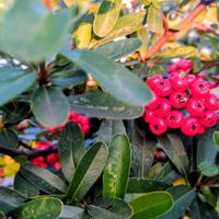 ヒマワリ,ピラカンサ,ピラカンサ,サンスベリア・ムーンシャイン,１２月の夕暮れの画像