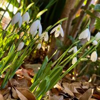 スノードロップ,スノードロップ,待雪草,スノードロップ(待雪草),球根の画像