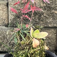 苔玉,ネコ好き,花のある暮らし,玄関アプローチの画像