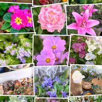 アリウム,コスモス,ユリ,思い出,豊田市の画像