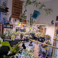 多肉植物,ユーフォルビア,サボテン科,コーデックス,ビザールプランツの画像