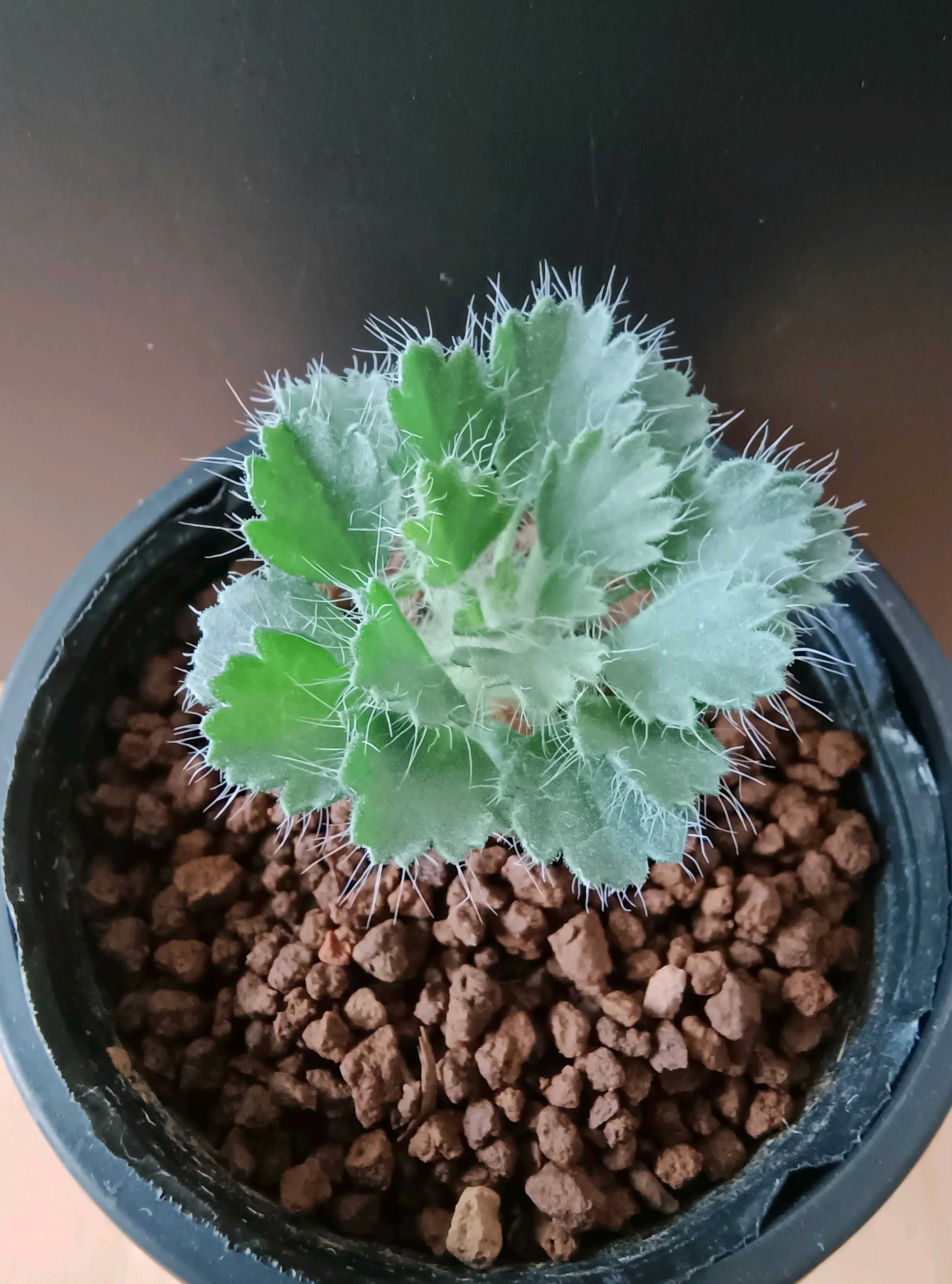 アガベの種類｜大型、トゲありなどの人気品種は？それぞれの特徴は